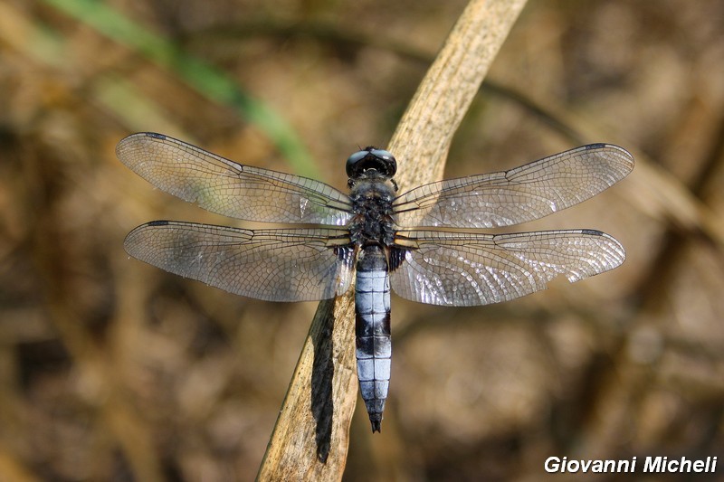 Serie di Libellulidae del Parco del Ticino